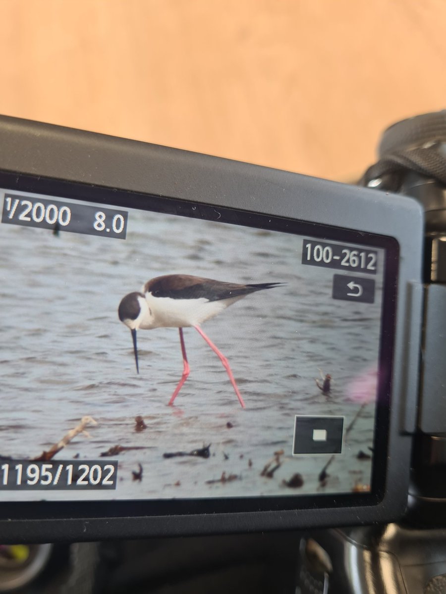 A bitter sweet day at @RSPBFrampton with some decent year tics, B W Stilt, Black Tern, Garganey, Little Gull, Little Stint. Plus Less Yellow Legs and Red Breasted Goose and 3 Cranes. Left before the Bony arrived to watch the football which didn't end well🫤
