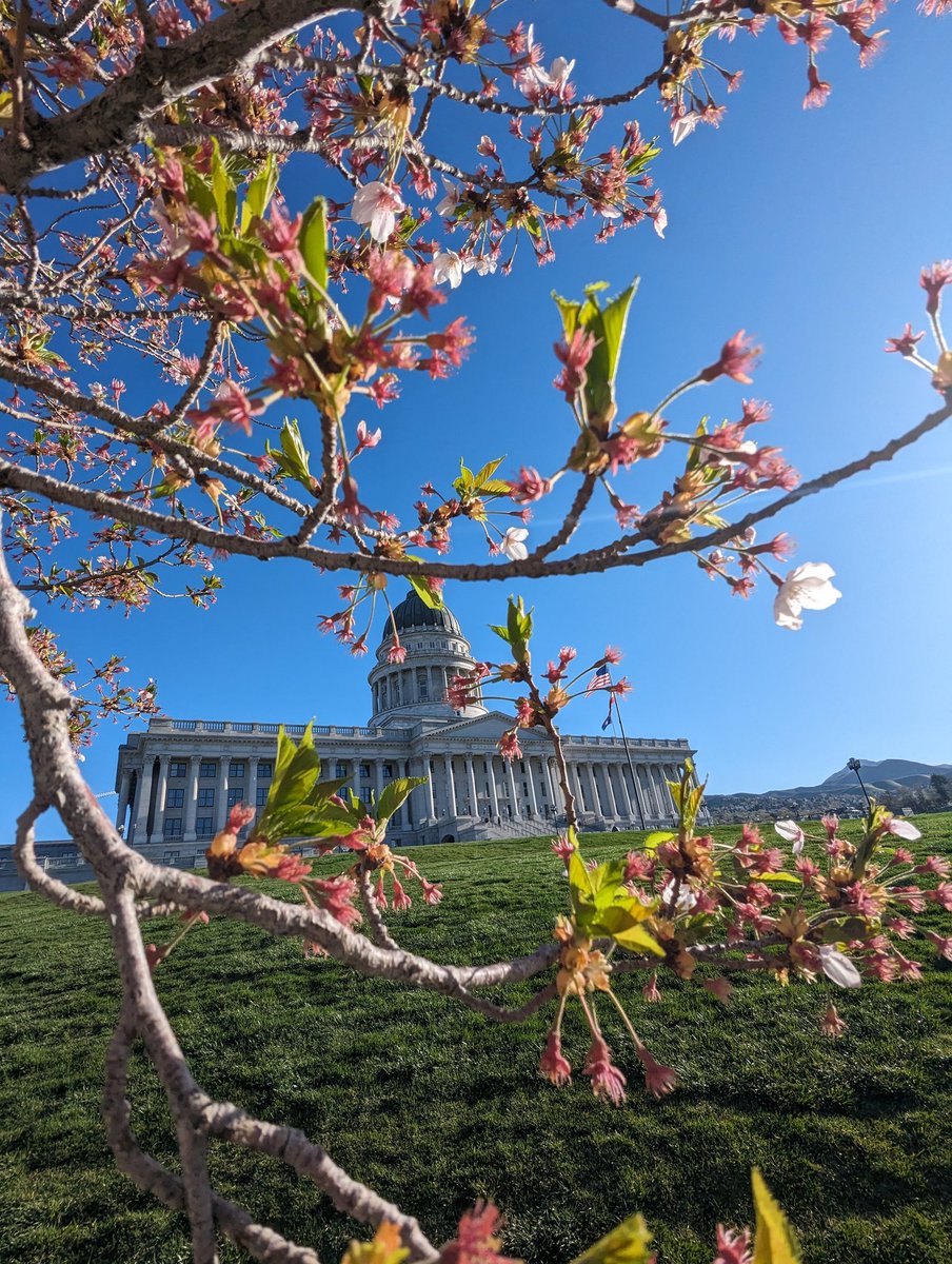 ajn342's tweet photo. Utah State Capitol #Spring #Utah #Flower https://t.co/FDdt0KORJG