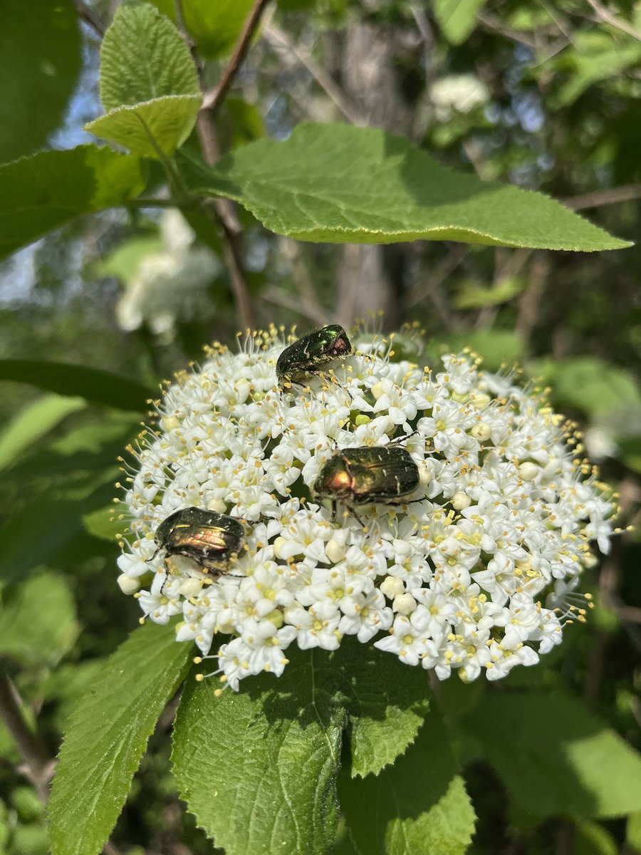 Rose chafers on some Viburnum