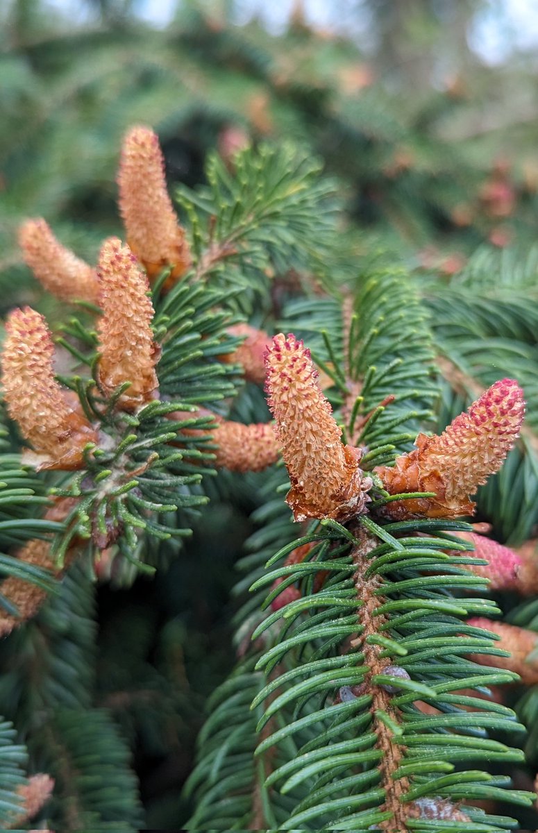 Pink female flowers (left) and orange, pollen-heavy male flowers (right) of a Spruce tree upended by recent heavy winds. #TreeFlowers #WildflowerHour