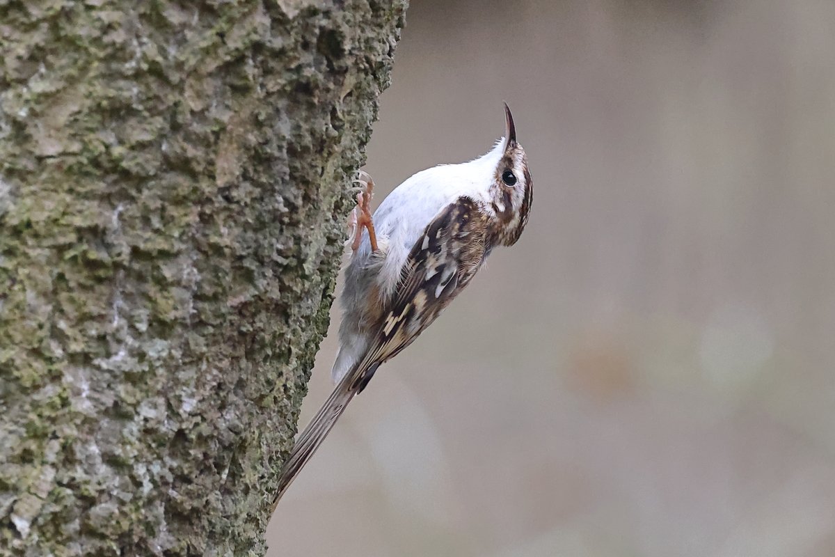 Treecreeper in Northumberland. Commonly seen and heard this weekend.