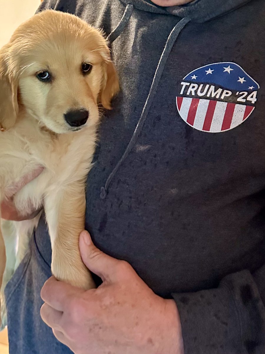 Even Gold Puppies agree…