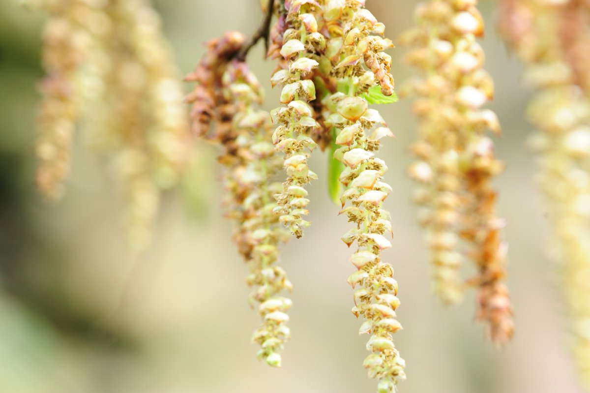 Hornbeam flowers #treeflowers #wildflowerhour ⁦@BSBIbotany⁩ #cumbria