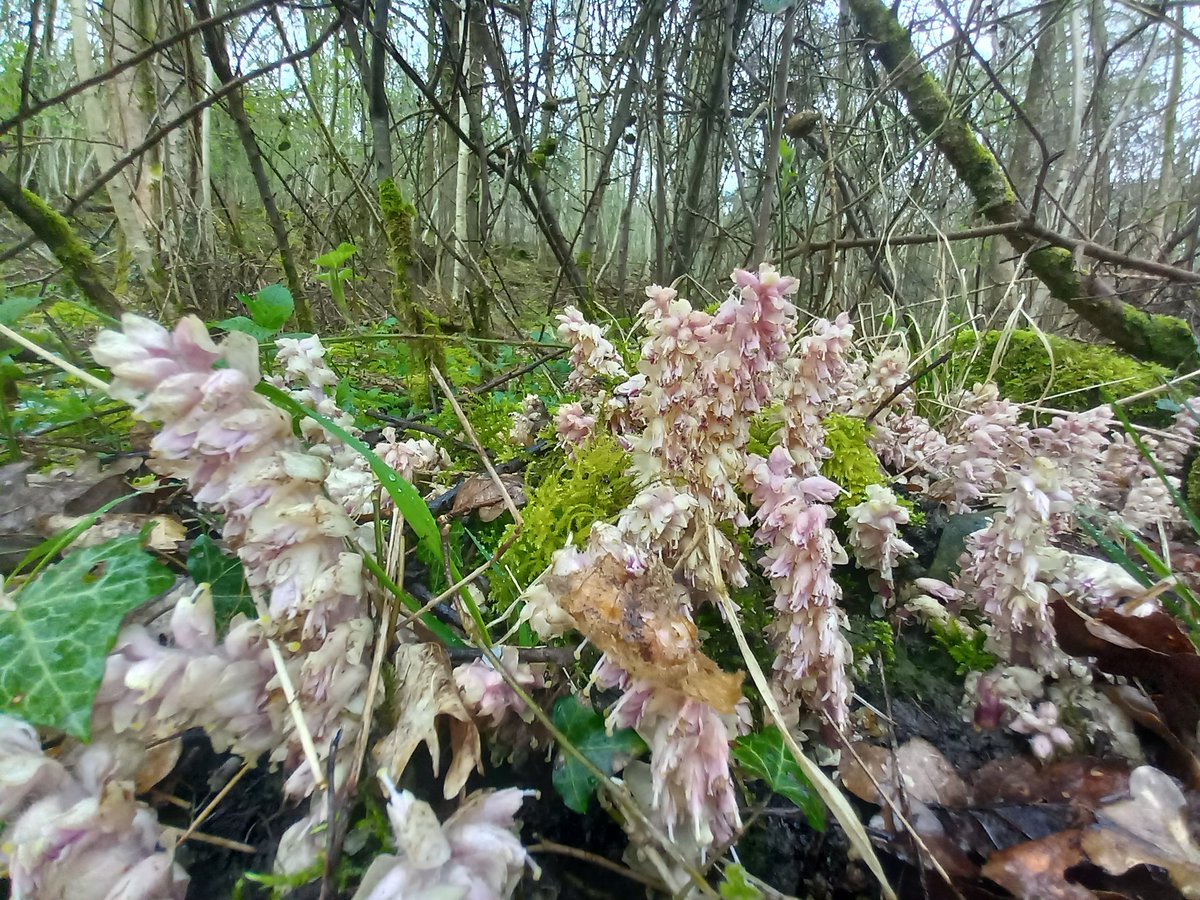 A stunning stand of Toothwort, this one associated with dead Larch.
Brigsteer Woods, #Cumbria for #WildflowerHour
@SizerghCastleNT