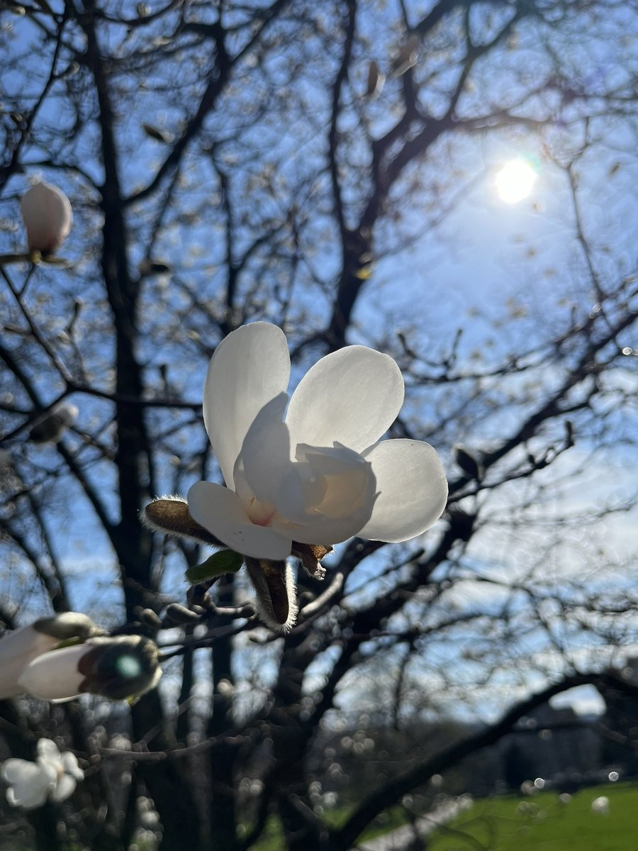 Spring is here, #HamOnt!