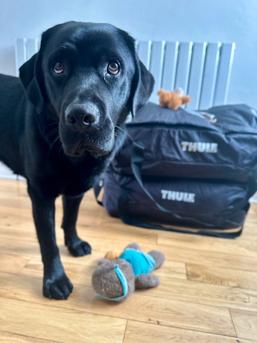 Since @BlindDad_Uk & I qualified, we haven’t stopped travelling. Every time dad packs, he forgets to add the essentials, but not this time - my two bears are coming with us & I’m not taking no for an answer!