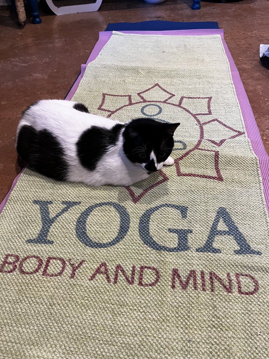 Our cats love Yoga Meowditation 🧘🏻‍♀️ 
#wittywhisker #catcafe #felinecanopyofcare #catyoga #yoga