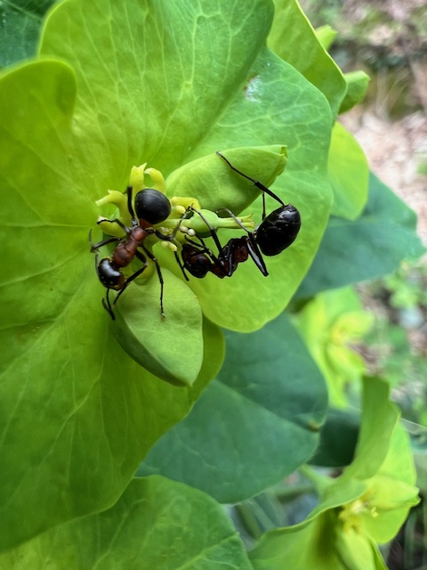 Red wood ants on wood spurge. #WildflowerHour