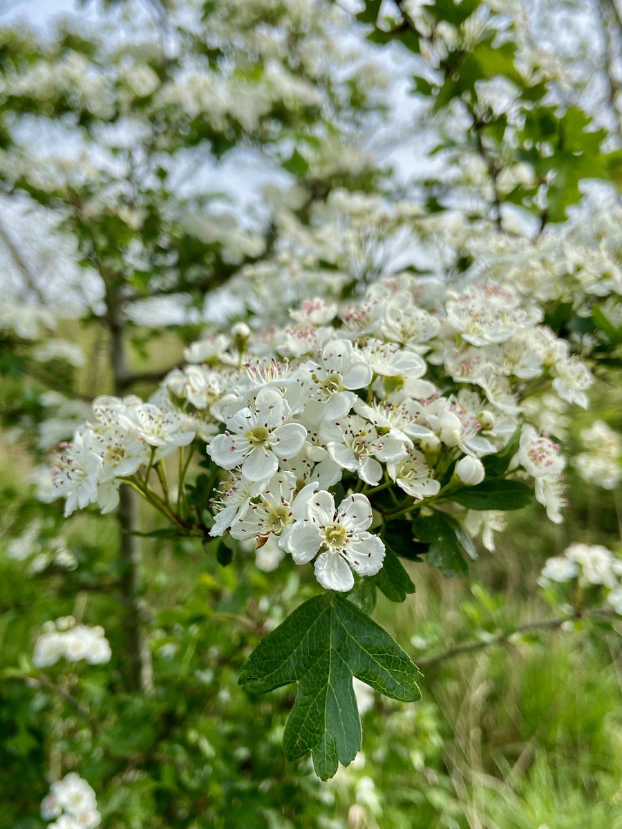 I love this time of year, with Hawthorn blossom filling the hedgerows at work. 

#wildflowerhour #treeflowers