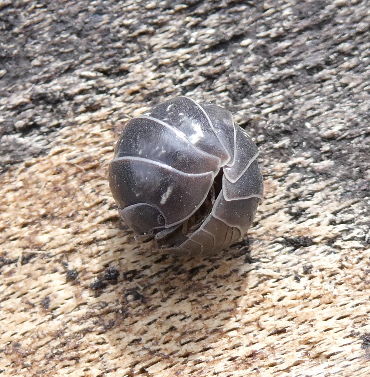 Dr. Carsten Niemitz tweet media