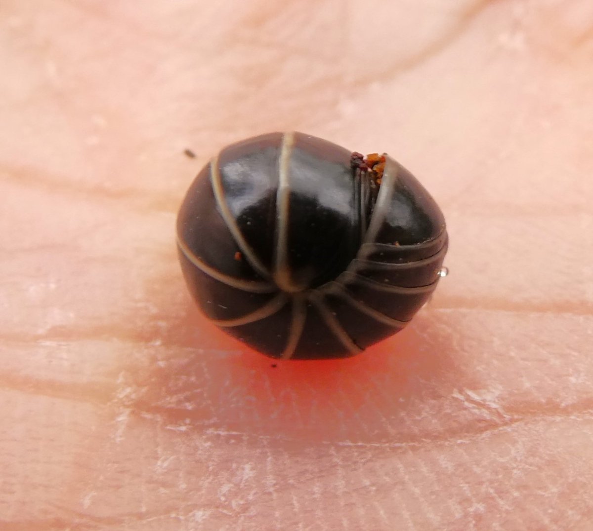 Dr. Carsten Niemitz tweet media