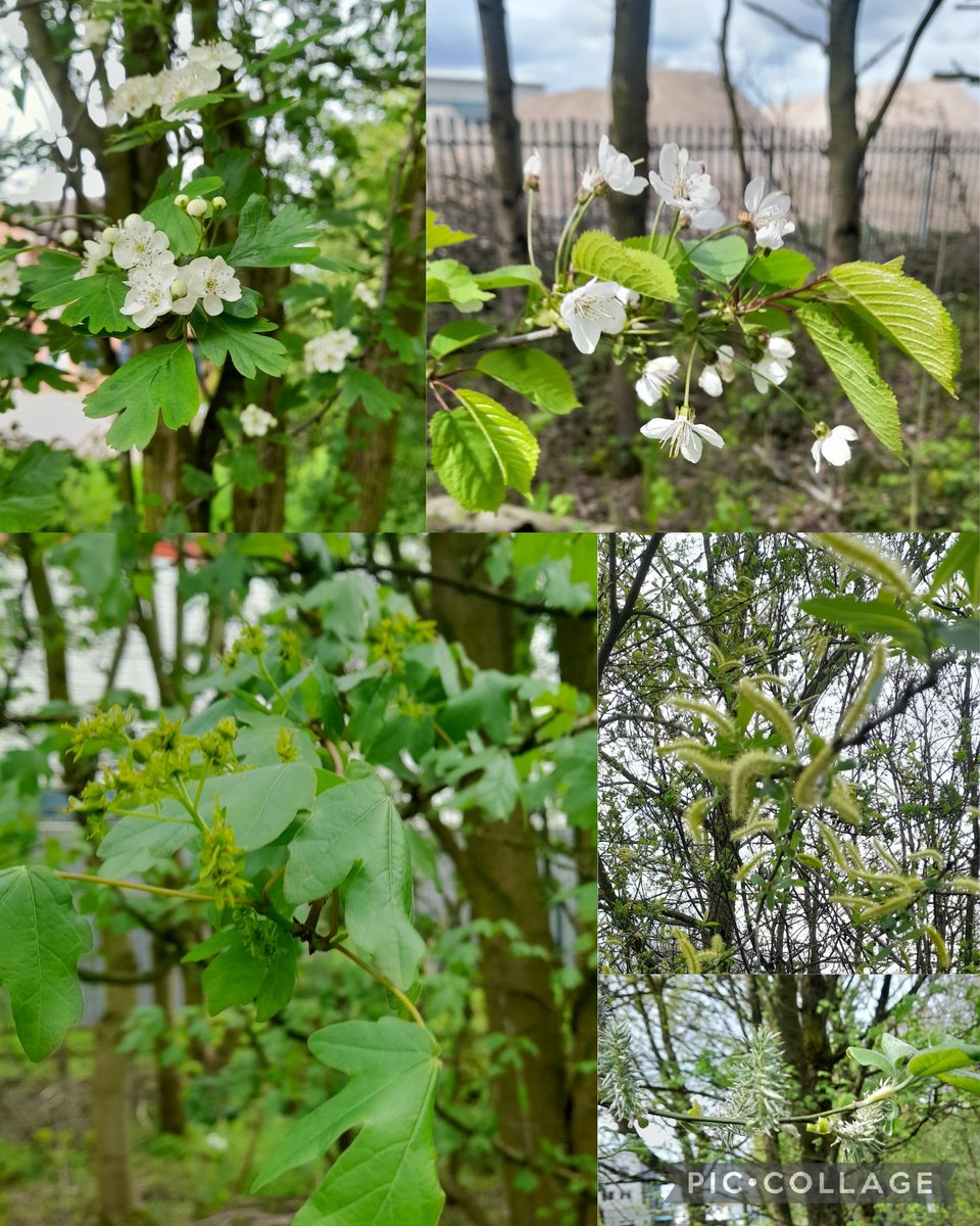 Some #treeflowers seen today Crataegus monogyna, Prunus avium, Acer campestre, Salix fragilis and S. cinerea #wildflowerhour