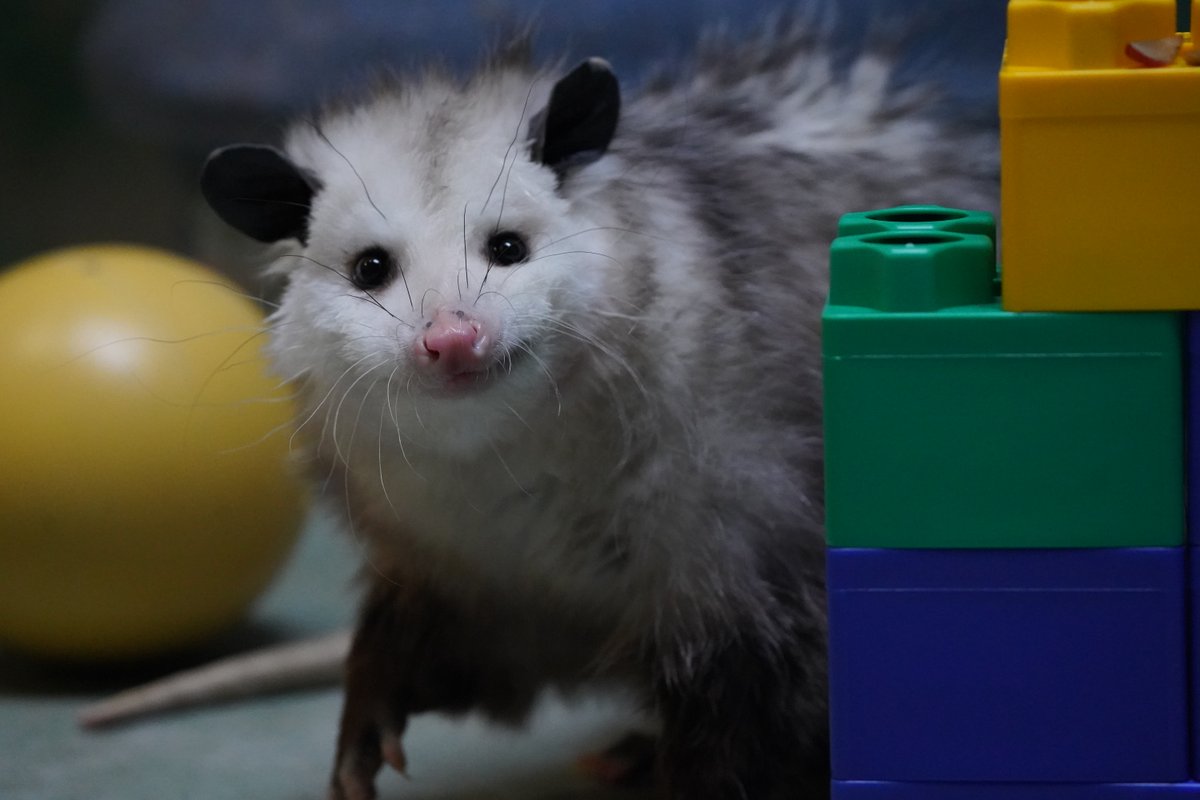 Don't mind us, just stacking some fun for the summer! 🧱 Curious about what we're building up? Visit the link here: topekazoo.org/sean-kenneys-a… In the meantime, please excuse our progress- especially near our Virginia opossum unit inside Animals & Man!