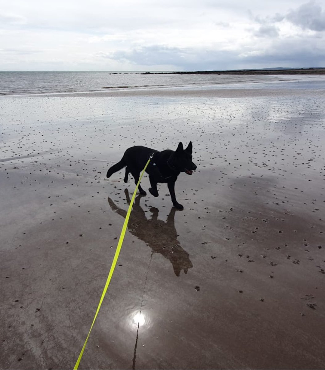 If you remember a couple of weeks ago we shared RPD Bali’s happy retirement story with you. Bali served with @ASPoliceDogs and @ASPolice - and searching for the right home had taken a bit of time. Purely by chance we knew of someone who was looking, the stars aligned, & Bali…