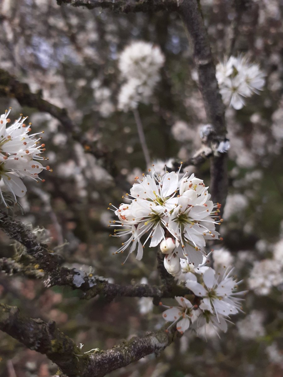 Cascades of blackthorn flowers (Prunus spinosa) y ddraenen ddu, to be seen everywhere in todays sunshine. You could almost think spring has arrived.