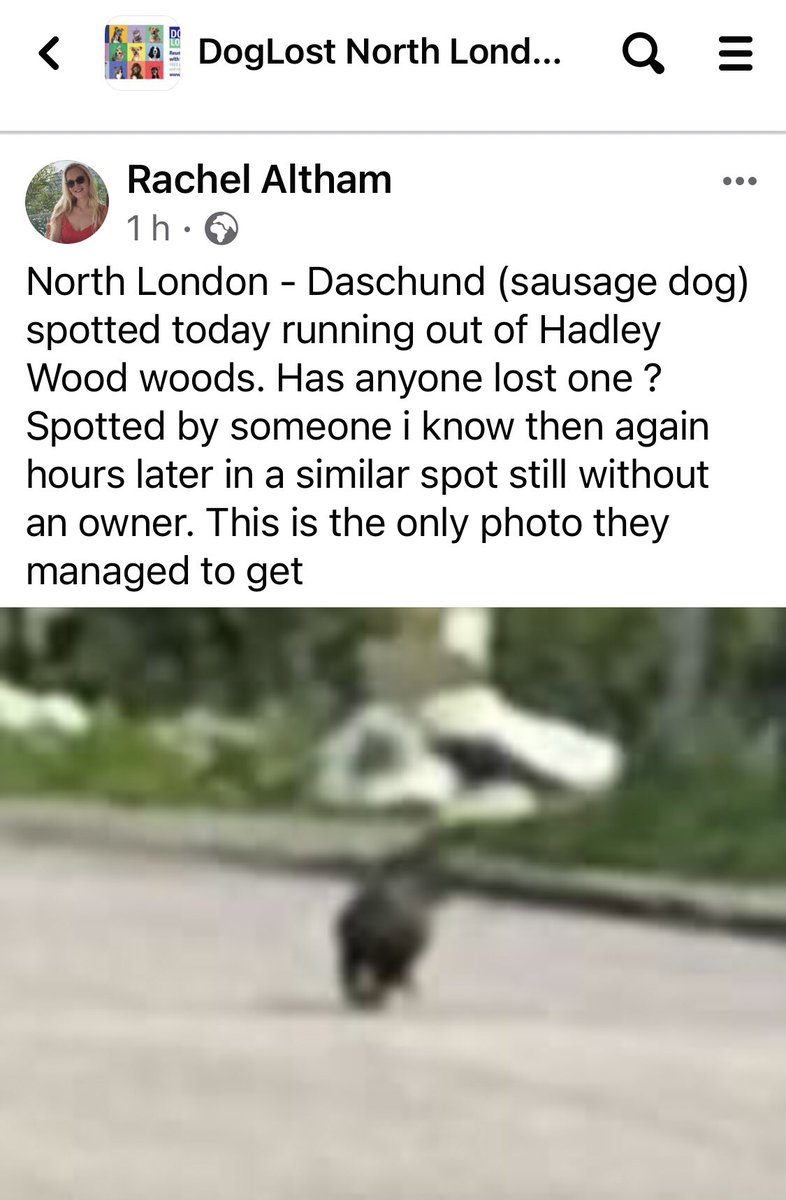 🆘 #SausageArmy SIGHTED ONLY - Hadley Wood, Barnet #EN4 - Dachshund running out of the woods facebook.com/share/p/X77ZVf…