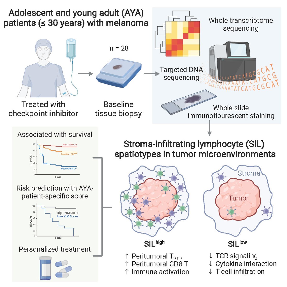 A new study from @MelanomaAus identified distinct SIL (stroma-infiltrating lymphocyte) tumours and YIM scores that impact #Cancer #immunotherapy in young people @NatureComms @SpringerNature Link: nature.com/articles/s4146… @xinyubaicath @JWilmott38 @ProfRScolyerMIA @ProfGLongMIA