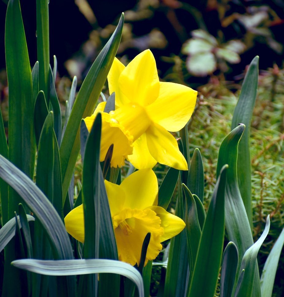 #Yellow is another intense, motivating color that triggers feelings of happiness. It tends to bring out your intelligence, wisdom, and creativity and is the most optimistic, hopeful colour ☀️

#ThePhotoHour #Daffodils #Hope #GardeningDay #Peace