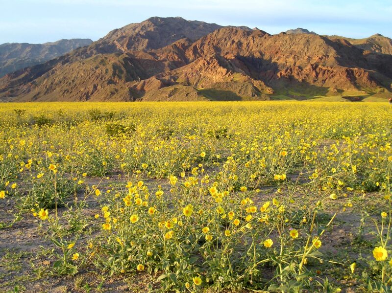 Heavy rainfall in Death Valley, lead to a profusion of wildflowers in bloom & 2024 should be one of the best wildflower seasons in Death Valley since 2016- scientists estimate that tens of thousands of acres are blooming simultaneously. Images: previous Death Valley superblooms