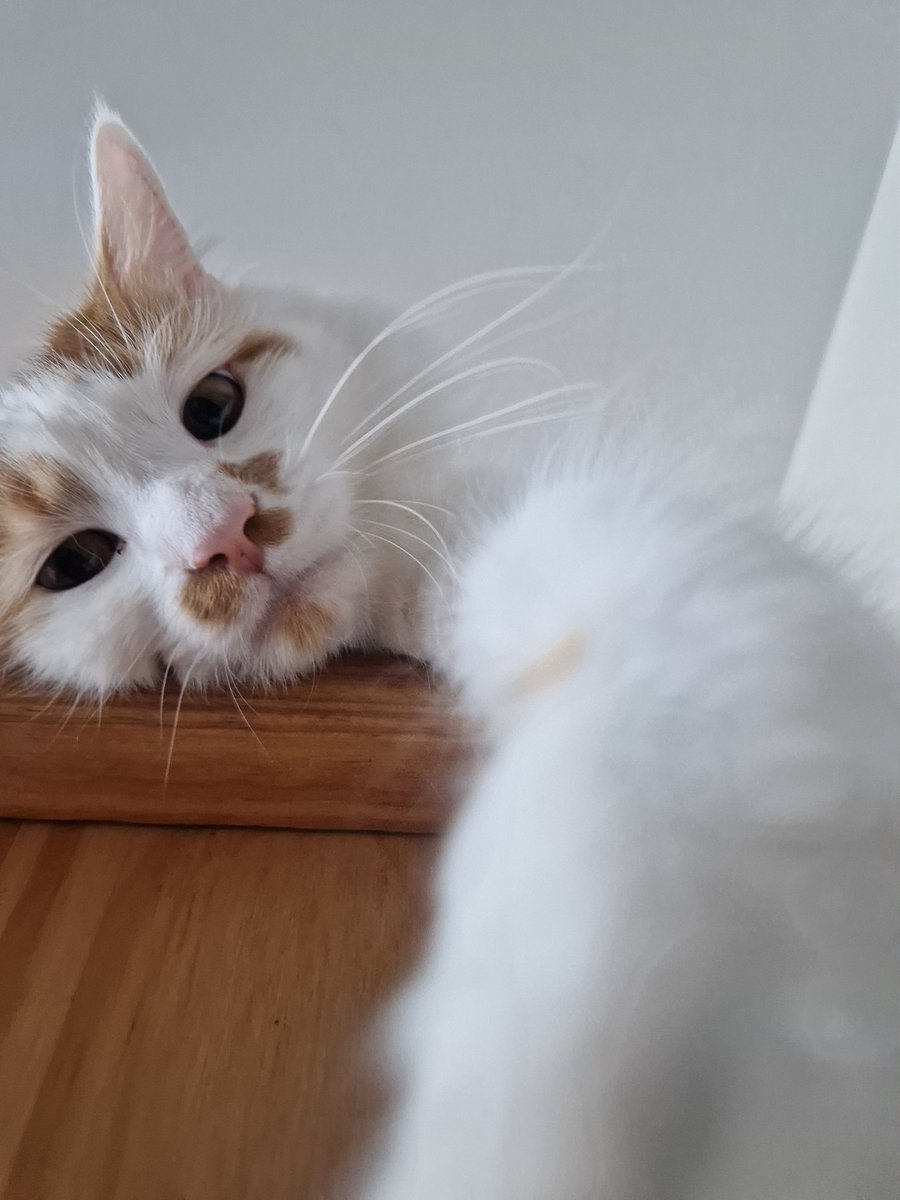 felt handsome might delete later x #SelfieSunday #CatsofTwittter