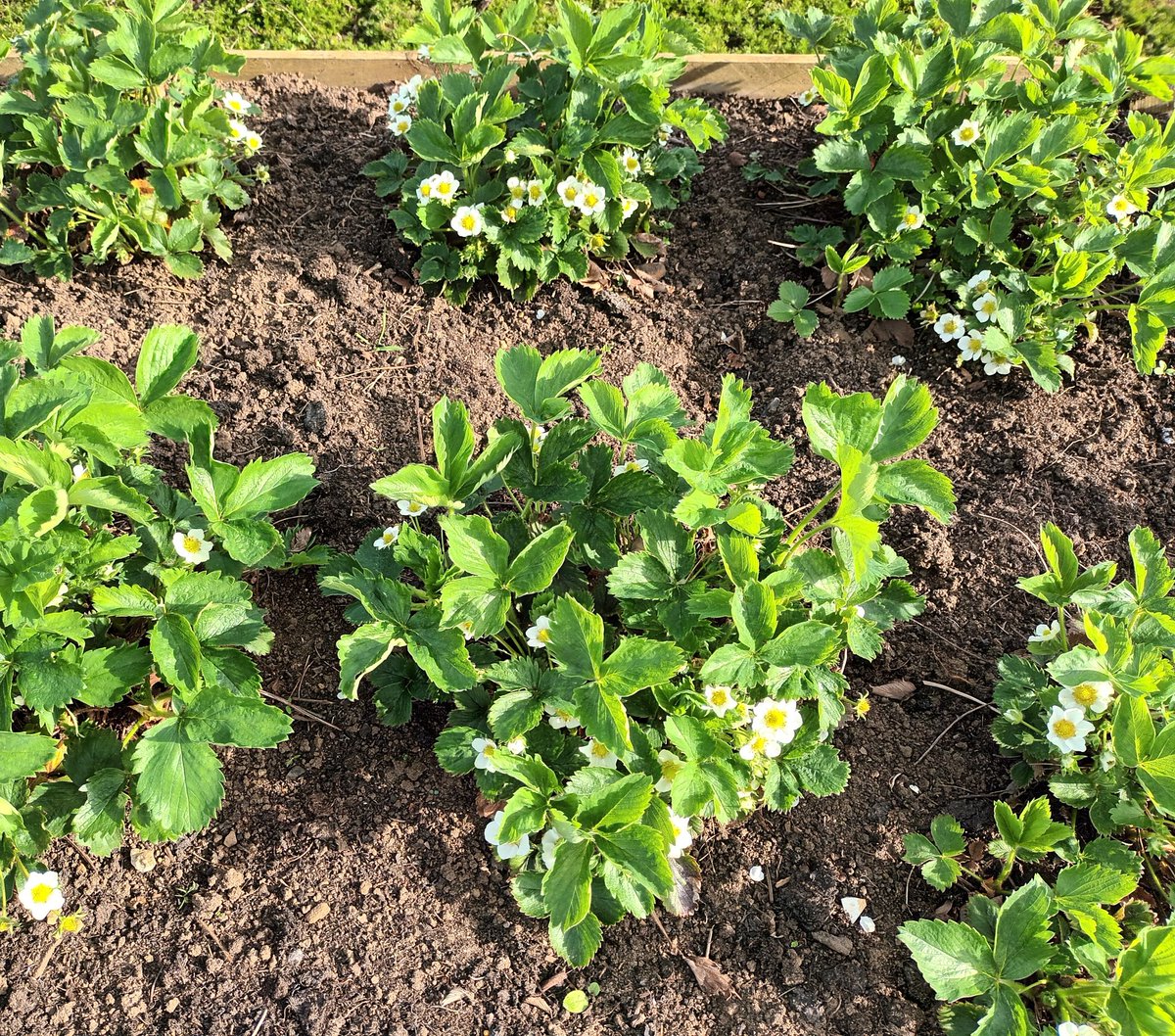 My strawberries are looking promising this year, although they are getting quite old now, so I'm planning to mark the best ones and root suckers to replace some of the older plants. #allotment #strawberry