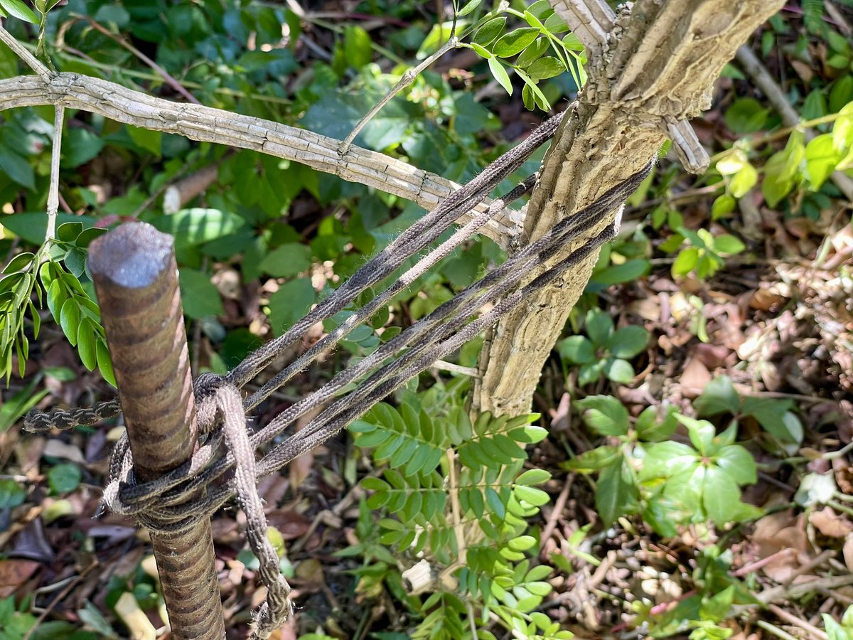 Andrew Kearns tweet media