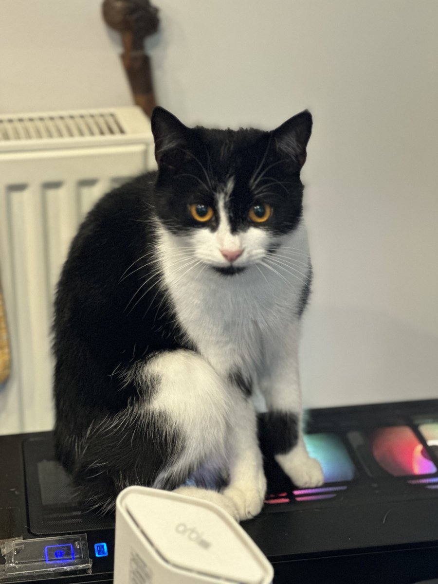 🚨 MISSING CAT ALERT 🚨 Our beloved furry friend has gone missing in #Knaresborough. He’s fluffy, with distinct markings and very friendly. Last seen near Chain Lane. Please, if you’ve seen him or have any info, DM me. Let’s bring him home! 🐾💔 #LostCat #HelpFindHim