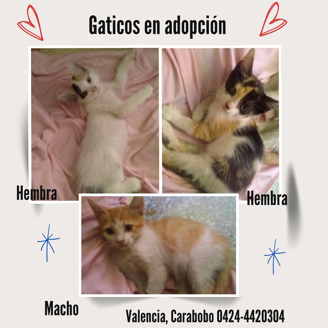 URGE encontrarles hogar RP @laconcubina1971: Urge un hogar para estos gaticos. los tengo resguardados, pero la comunidad donde vivi es altamente agresiva cobn los gatos comunitarios al punto de 'desaparecerlos' y envenenarlos.