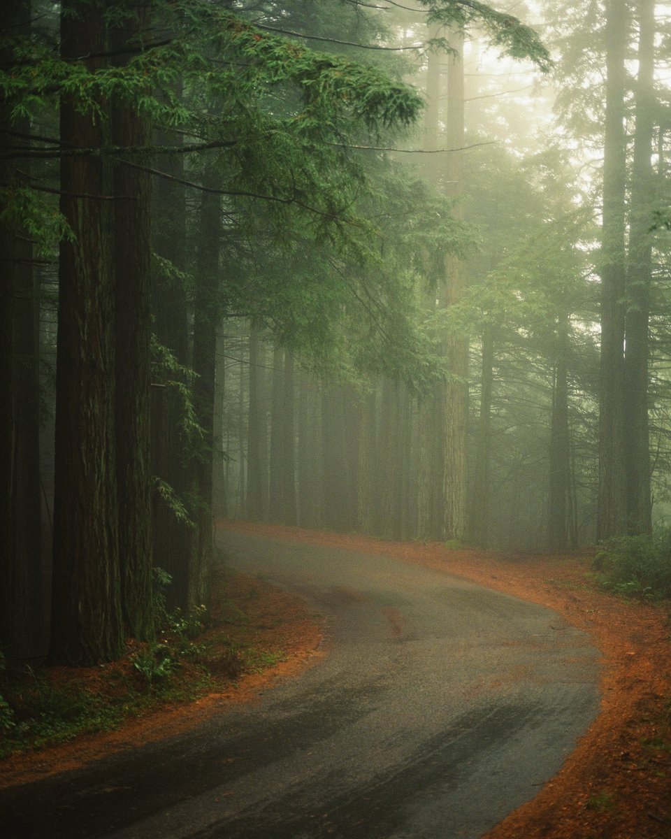 nickjrufo's tweet image. i love film photography