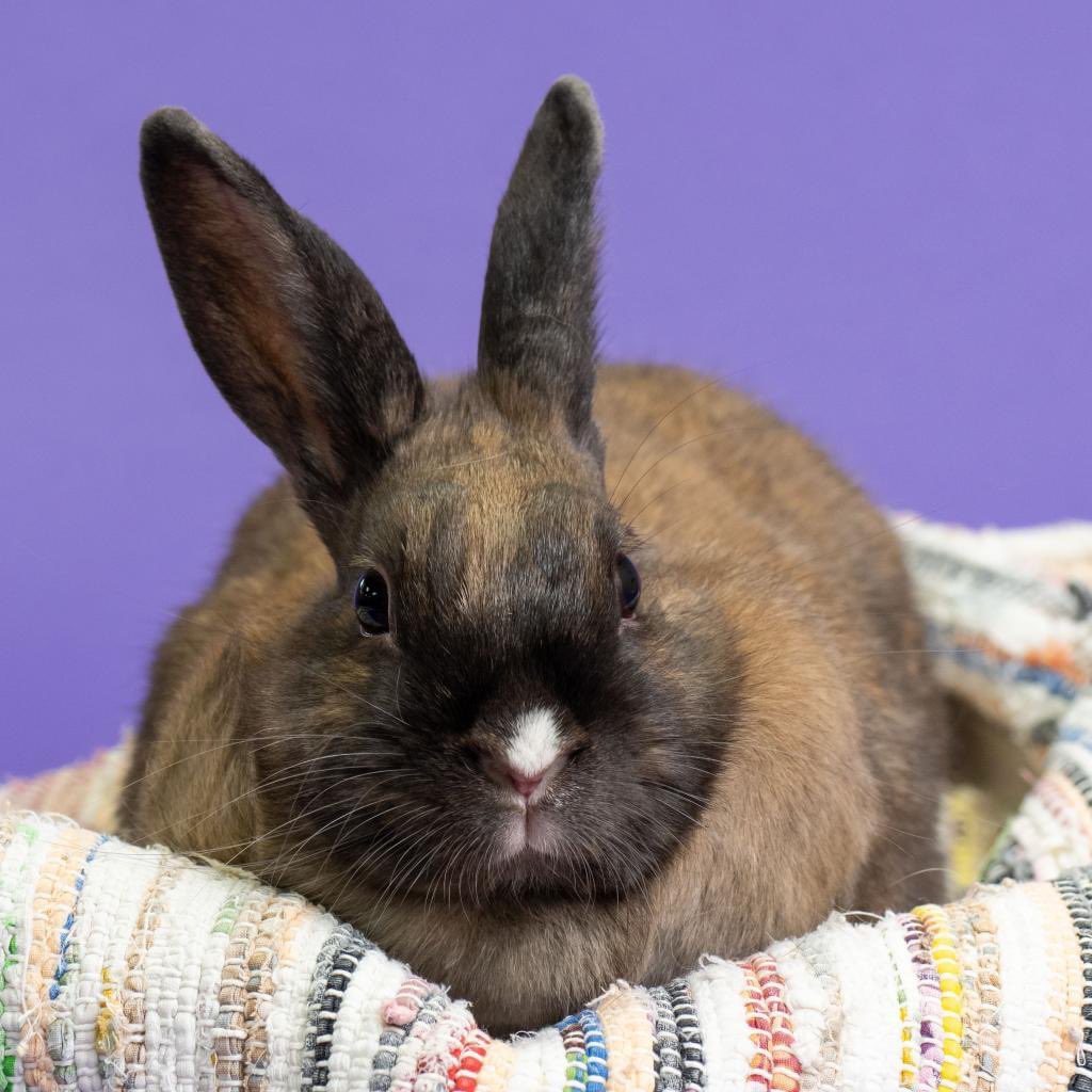 Lombardi is a sweet, quiet girl who’s eager to make friends. She likes to play with toys & give her stuffie kisses. We think she’d love to have a bunny friend. 💜🐇

Lombardi has mobility issues, but still gets around! She needs a modified setup and occasional bottom cleanings.