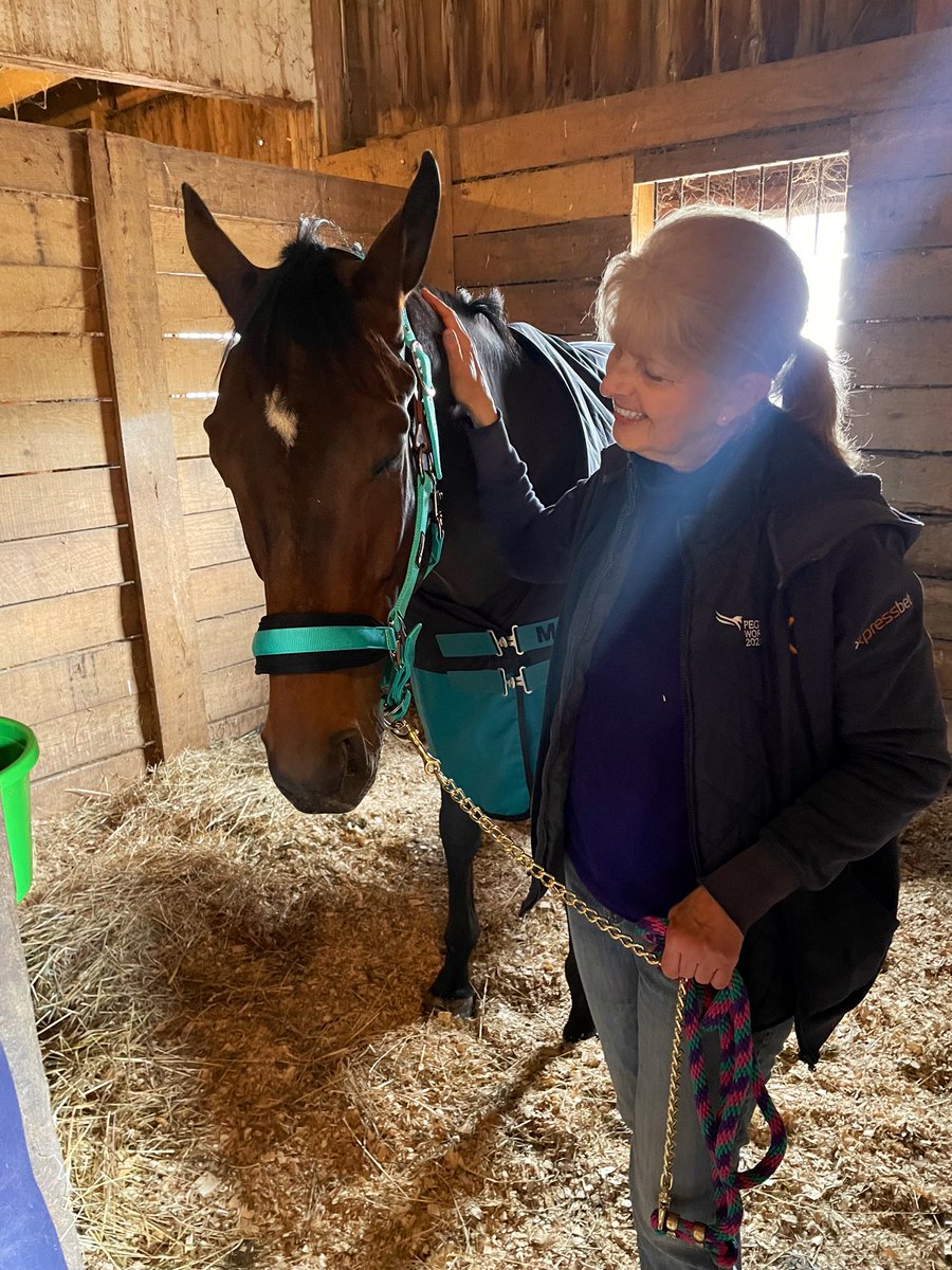 SLIPSTREAM is tucked in his stall 💜he had a big drink, rolled and munching on hay, brushed and sheet on. Wait- didn’t he just get here? He’s already settled 🧡oh this handsome boy! #OTTB