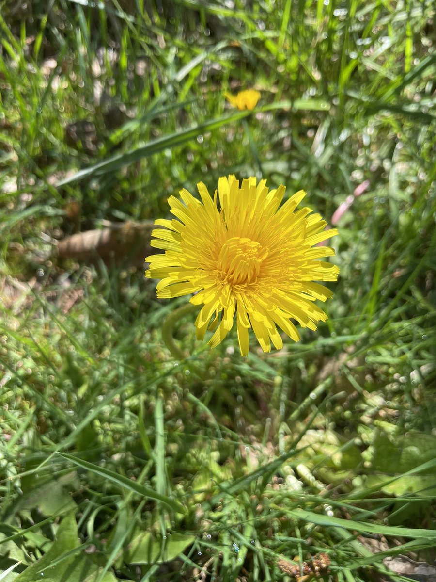 Maybe we are all dandelions? But when the right person looks at us we transform from weed to flower.
