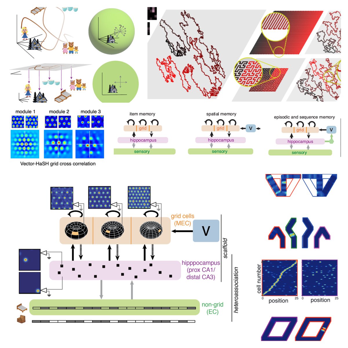 Finally a tweeprint on our recent preprint presenting Vector-HaSH ! 

Vector-HaSH extends MESH to unify two important and seemingly independent roles of hippocampus: Spatial Mapping and Episodic Memory ! 

Brief talk: youtube.com/watch?v=P4kHqk…
Preprint: biorxiv.org/content/10.110… 
1/n