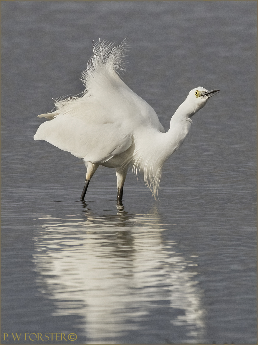 Little Egret from Saltholme adopting a warie stance @teesbirds1 @WhitbyNats @clevelandbirds @teeswildlife @DurhamBirdClub @TeesmouthNNR @RSPBSaltholme @YWT_North @YorksWildlife @NTBirdClub @WildlifeMag @Natures_Voice @NorthYorkMoors @wildlife_uk