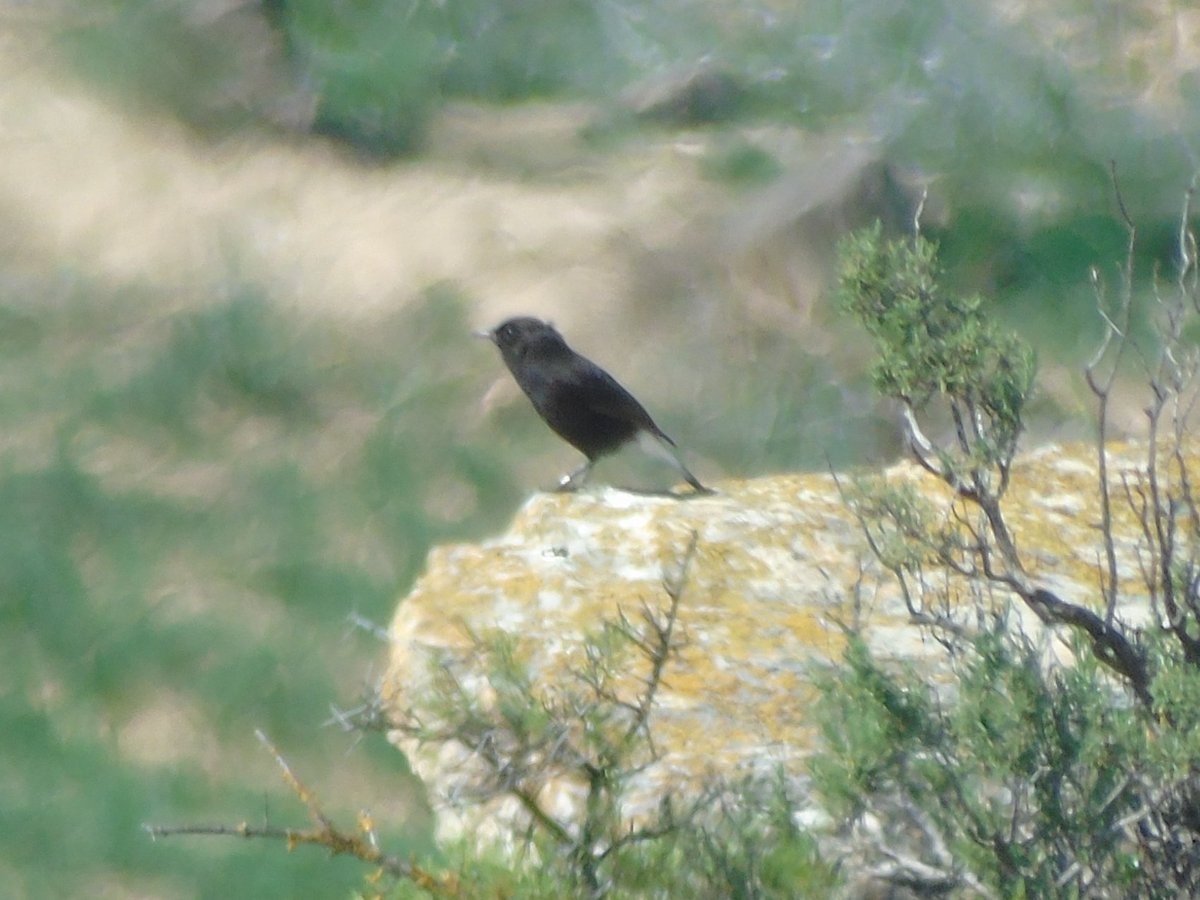 El còlit negre (Oenanthe leucura) és un ocell exclusiu d'ambients mediterranis secs, que les últimes dècades ha desaparegut de llocs com el Cap de Creus, i encara habita alguns llocs de Lleida. De coloració negra amb la cua blanca, amb un to lleugerament marronós en la femella.