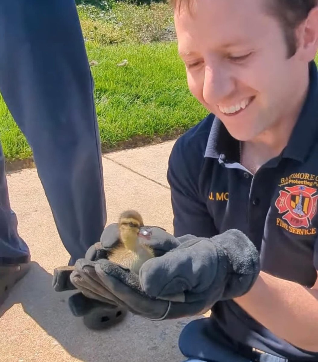 Members from @BaltimoreFire Truck 23, Pigtown, were awaiting personnel to exit St Agnes Hospital when they noticed a momma duck staring at a storm drain. Oh no! Her babies were in there. The Firefighters flew into action and in short time, the 13 ducklings were reunited with mom.