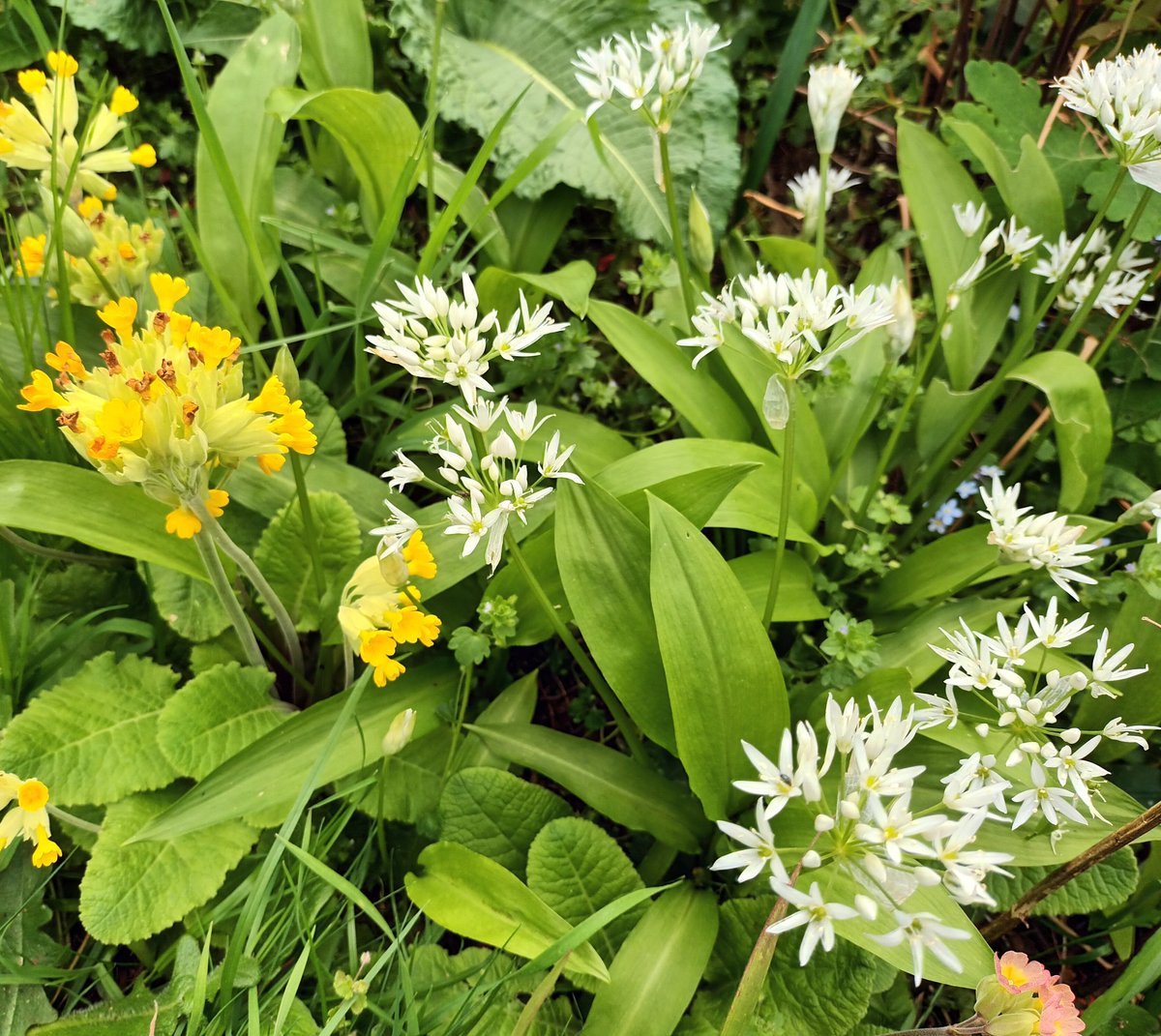 The Wild Garlic seems to be getting established in my bog garden. I should be able to harvest a few leaves this year. #garden #wildgarlic