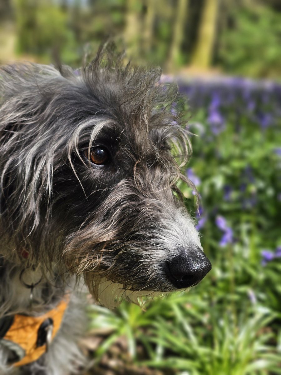 Annual bluebell shot with the wet-nosed one. (One of the few flowers dogs can see the colour of like we can).