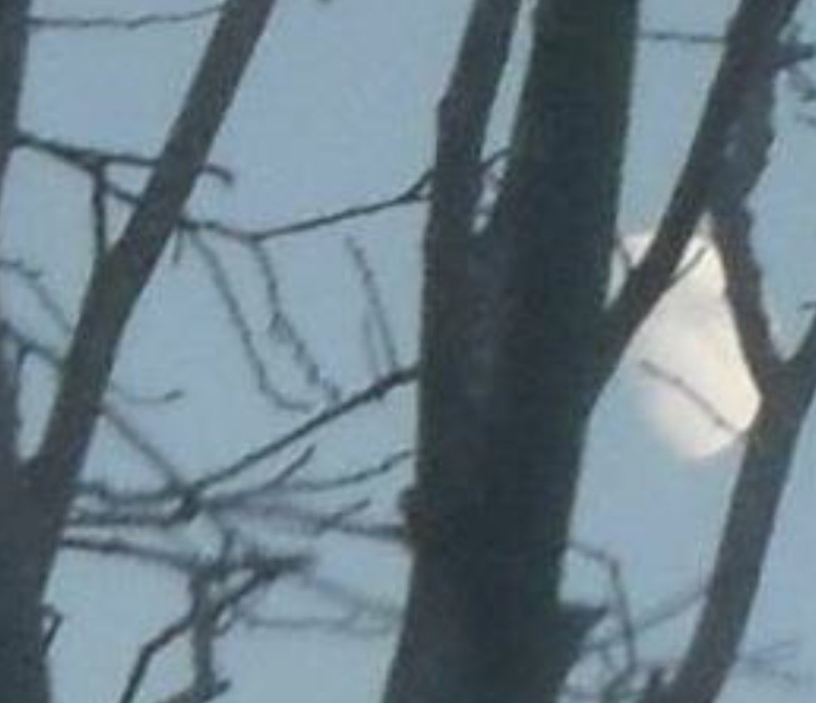 The moon caught up in the branches of trees in the shared gardens of Devanha Terrence Aberdeen. Taken 12 years ago on my old Blackberry.