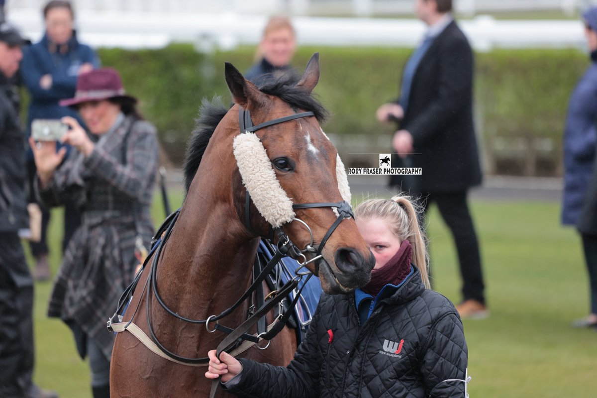 DOUGIES DREAM (Fast Company x Sidney Girl) at Newcastle recently. Trained by @RacingNigel and owned by Martin Webb Racing. A four time winner in his career, most recently on the turf in June last year.