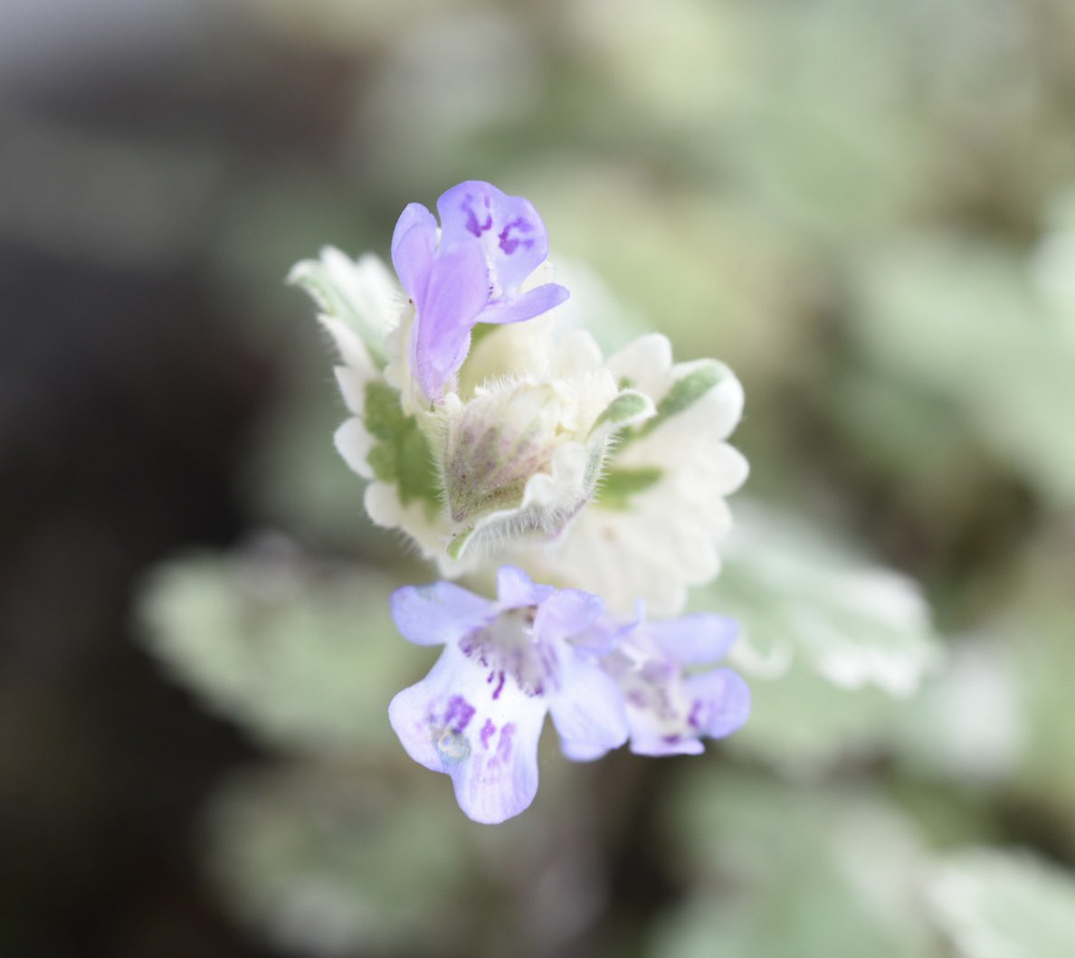 Mbenjaminginge1's tweet photo. 寄せ植えの　グレコマにも花が
＃ファインダー越しの私の世界
＃キリトリ世界 https://t.co/NUYvavWXp6