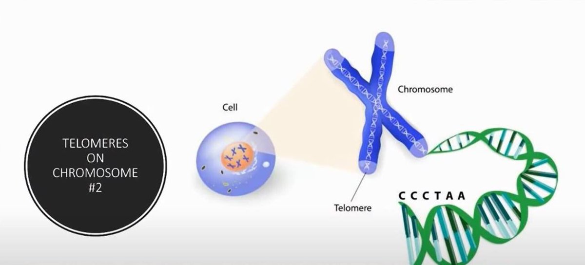 Telomere Caps were put on Chromosome #2 to restrict life to 120 years When you put the pieces together and link it back to Enlil in Genes of Isis 6:3 (where it says the same EXACT AGE!) you will begin to rebel against the Anunnaki 'lords' and turn off your Worship Gene