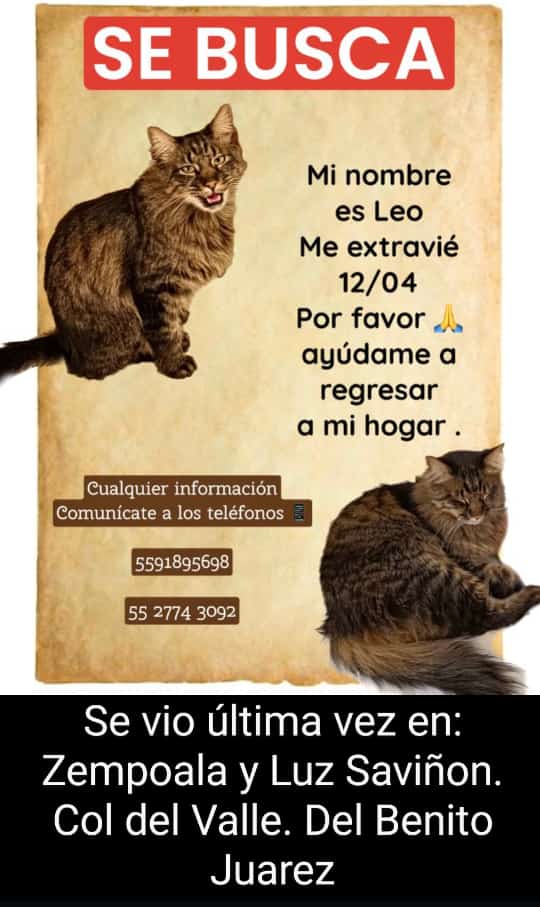 #AyudameARegresarACasa al parecer alguien lo vio pero no resguardo 🤦‍♀️ ayudemos a Leo a regresar a casa. Nueva ubicación. Ahora se sabe que un tipejo lo robo y lo fue a dejar a @En_laDelValle #DelValle