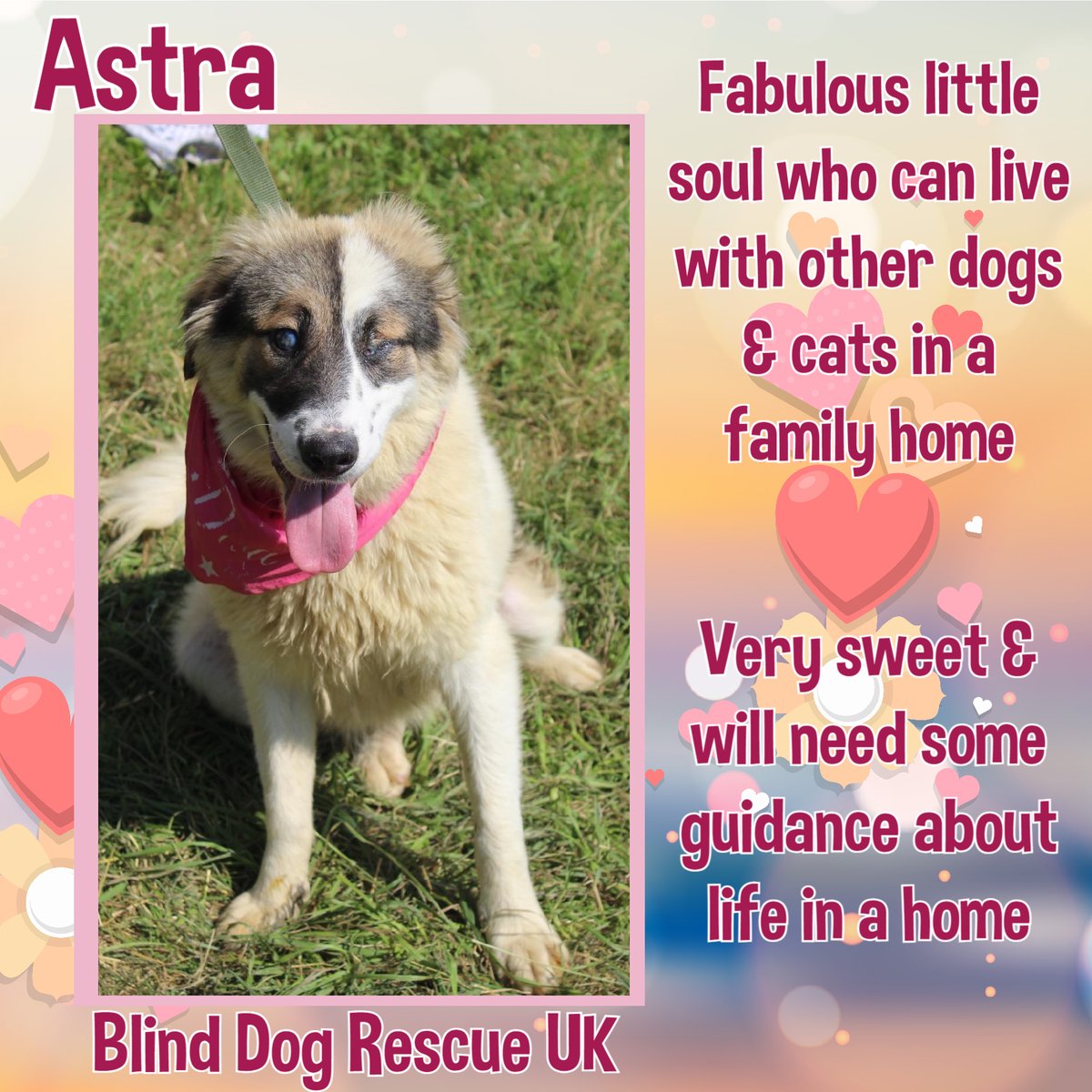 1yo ASTRA was born blind. She will need lots of guidance in her new surroundings as she has never lived in a home before. She is a very playful girl who gets on with dogs & cats. Her ideal home would be with someone with lots of love in them, & patience too. Astra's world has not…