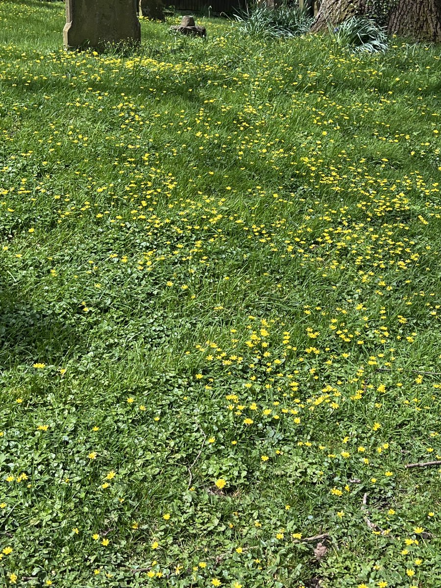 Stellaria Holostea and Lesser Celandines in a graveyard in Warlingham near Croydon. #WildFlowerHour