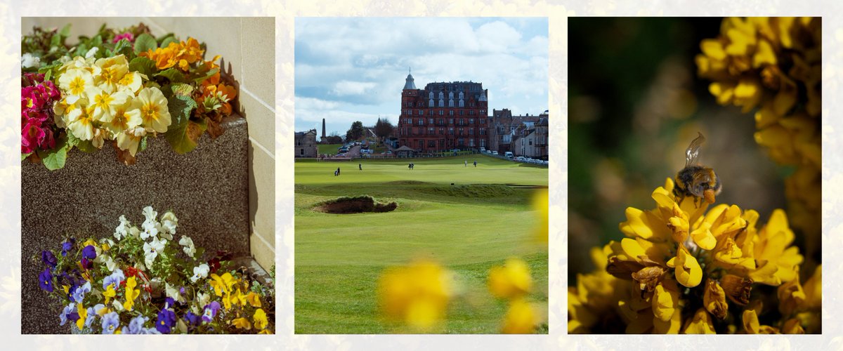 Spring brings a buzz around the Home of Golf 🌼 #StAndrews #TheHomeOfGolf