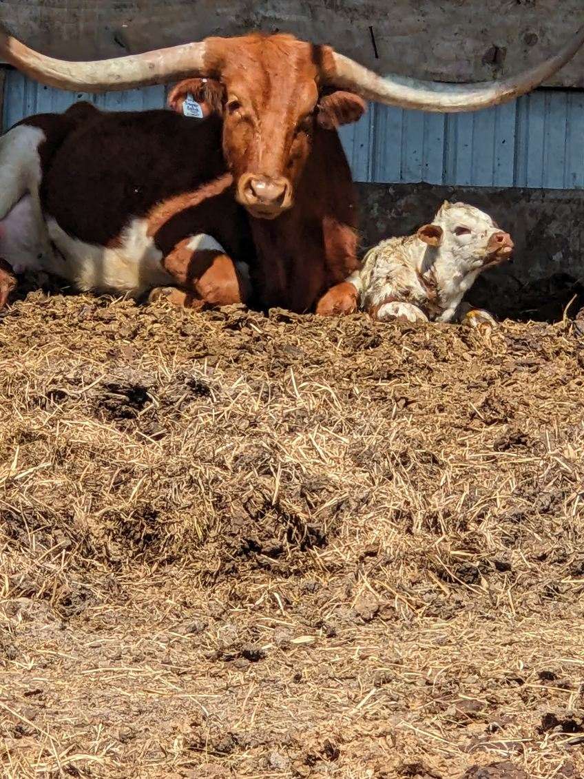 TjmbtG's tweet photo. We got our first longhorn baby on the ground today at the Arrow3G. Beyond blessed and happy to see this happening for us. https://t.co/iHqimoP96y
