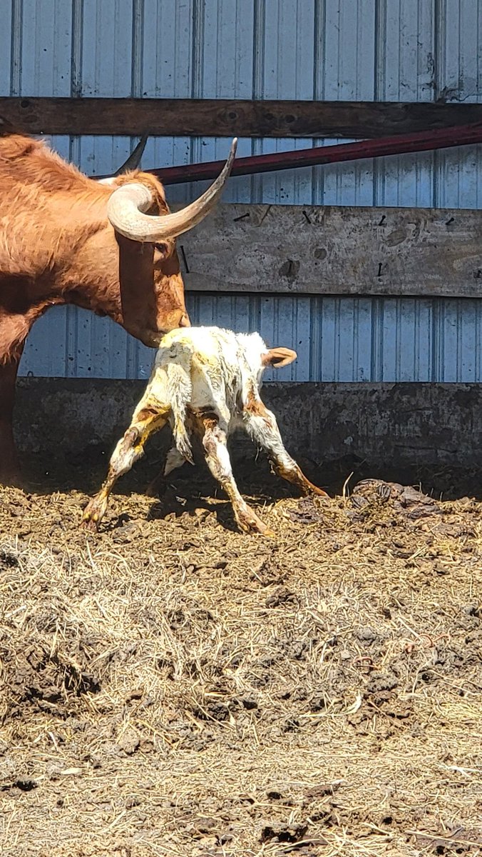 TjmbtG's tweet photo. We got our first longhorn baby on the ground today at the Arrow3G. Beyond blessed and happy to see this happening for us. https://t.co/iHqimoP96y