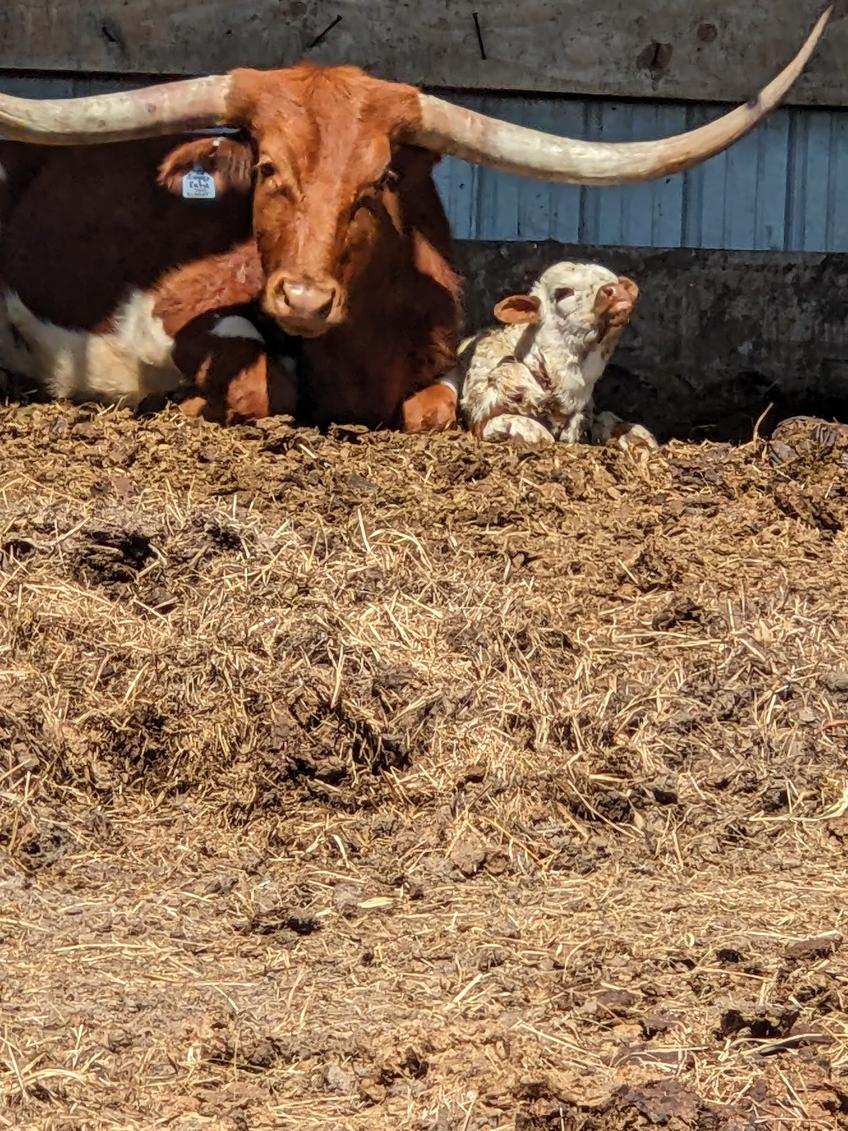 TjmbtG's tweet photo. We got our first longhorn baby on the ground today at the Arrow3G. Beyond blessed and happy to see this happening for us. https://t.co/iHqimoP96y