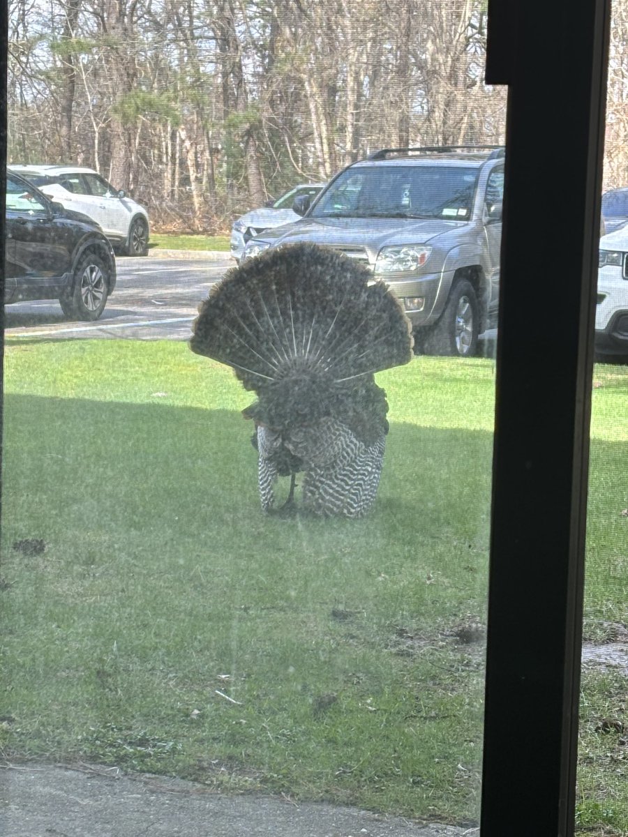 This monster of a turkey is right outside my door